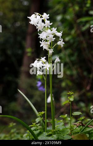 Wet English White ebell, eine Form von Bluebell (Hyacinthoides non-scripta), die im frühen Frühjahr in Surrey, Südosten Englands, blüht Stockfoto