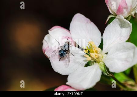 Eine Hausfliege (Musca domestica) auf einem Apfelbaum (Musca domestica) blütet in einem Garten in Surrey, Südosten Englands im Frühjahr Stockfoto