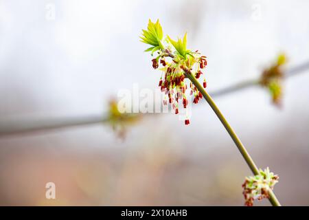 Acer Negundo blüht. Blumen und junge Blätter auf einem jungen Zweig. Selektiver Fokus, Kopierraum. Stockfoto