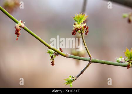 Acer Negundo blüht. Blumen und junge Blätter auf einem jungen Zweig. Selektiver Fokus. Stockfoto