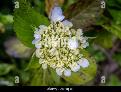 Eine zarte Hortensie-Blüte verströmt Eleganz mit ihren komplizierten Blütenblättern, die Lavendeltöne und cremiges weiß vermischen. Stockfoto