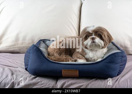 3 Jahre alter Shih Tzu-Hund, der auf seinem dunkelblauen Bett liegt. Stockfoto