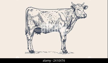 Kuh, Stier, Rindfleisch. Vintage-Retro-Druck Stock Vektor