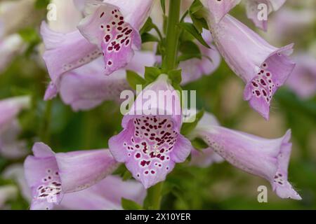 Digitalis, Gemeiner Foxglove, Damenhandschuh „Camelot Lavender“ Stockfoto