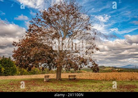 Ein karmesinroter Königsahornbaum steht allein auf einem Feld Stockfoto