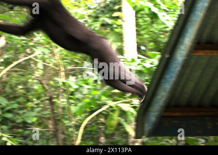 Ein Haubenmakaken (Macaca nigra) springt vom Dach eines Gebäudes in Taman Wisata Alam Batuputih (Batuputih Nature Park), das sich in der Nähe des Tangkoko Nature Reserve in Nord-Sulawesi, Indonesien befindet. „Der Klimawandel ist einer der wichtigsten Faktoren, die die biologische Vielfalt weltweit in alarmierender Geschwindigkeit beeinflussen“, so ein Team von Wissenschaftlern unter der Leitung von Antonio acini Vasquez-Aguilar in ihrem Forschungspapier, das erstmals im März 2024 über environ Monit Assete veröffentlicht wurde. Es könnte die geografische Verteilung von Arten, einschließlich Arten, die stark von der Waldbedeckung abhängen, verschieben. Stockfoto