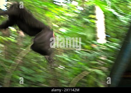 Ein Haubenmakaken (Macaca nigra) springt vom Dach eines Gebäudes in Taman Wisata Alam Batuputih (Batuputih Nature Park), das sich in der Nähe des Tangkoko Nature Reserve in Nord-Sulawesi, Indonesien befindet. „Der Klimawandel ist einer der wichtigsten Faktoren, die die biologische Vielfalt weltweit in alarmierender Geschwindigkeit beeinflussen“, so ein Team von Wissenschaftlern unter der Leitung von Antonio acini Vasquez-Aguilar in ihrem Forschungspapier, das erstmals im März 2024 über environ Monit Assete veröffentlicht wurde. Es könnte die geografische Verteilung von Arten, einschließlich Arten, die stark von der Waldbedeckung abhängen, verschieben. Stockfoto