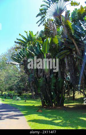 Palmen im Kings Botanischen Garten in Peradeniya, Kandy, Sri-Lanka. Nahaufnahme, Kopierbereich Stockfoto