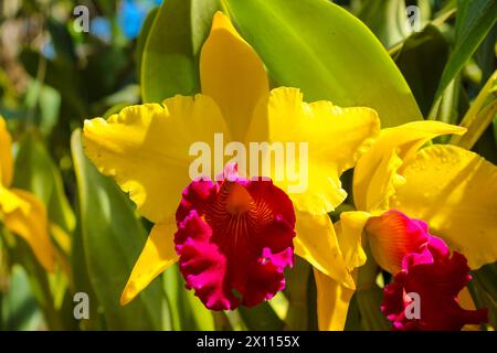 Blume im tropischen botanischen Garten von Nongnooch, ein sehr beliebtes Touristenziel. Es gilt als einer der 10 schönsten Gärten der Welt Stockfoto