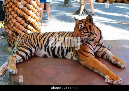 Ein Tiger im Nong Nooch Tropical Botanical Garden ist ein 500 Hektar großer botanischer Garten und Touristenattraktion in Kilometer 163 an der Sukhumvit Road in Chonburi P Stockfoto