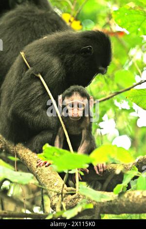 Ein Nachkommen von Haubenmakaken (Macaca nigra) starrt in die Kamera, während es im Tangkoko-Wald in Nord-Sulawesi, Indonesien, fotografiert wird. „Der Klimawandel ist einer der wichtigsten Faktoren, die die biologische Vielfalt weltweit in alarmierender Geschwindigkeit beeinflussen“, so ein Team von Wissenschaftlern unter der Leitung von Antonio acini Vasquez-Aguilar in ihrem Forschungspapier, das erstmals im März 2024 über environ Monit Assete veröffentlicht wurde. Es könnte die geografische Verteilung von Arten, einschließlich Arten, die stark von der Waldbedeckung abhängen, verschieben. Mit anderen Worten, der Klimawandel kann die Habitattauglichkeit von Primatenarten verringern, ... Stockfoto