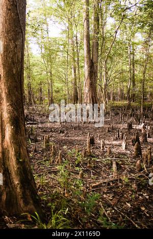 zypresse kniet im Bayou Zypressenwald Stockfoto