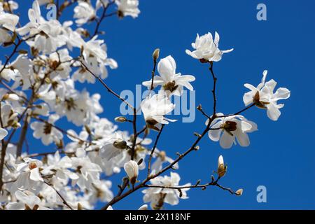 Zweige weißer Magnolienblüten in Blüte vor blauem Himmel. Stockfoto