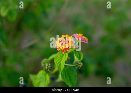 Nahansicht des West Indian Lantana. Wunderschöne Blumen der West indian lantana Blumen. Indisches lantana, westindische lantana blühende Makroaufnahme Stockfoto