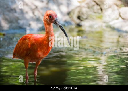 Lebendiges Scarlet Ibis in Tropical Wetlands: Exotischer Moment zur Vogelbeobachtung. Scarlet ibis oder Eudocimus ruber ist der Nationalvogel von Trinidad und Tobago Stockfoto