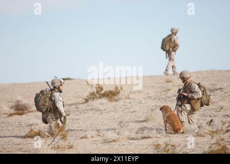 Deano Miller, ein Schützling mit Kompanie K, 3. Bataillon, 1. Marine-Regiment, vom Marine Corps Base Camp Pendleton, Kalifornien, und sein Hund Thor, ein militärischer Arbeitshund mit der Kompanie Pause, 31. Januar 2010 auf einer Patrouille im Combat Center Range 220. Das Bataillon wird die Hunde und die Hundeführer im Frühjahr mit nach Übersee nehmen. Stockfoto