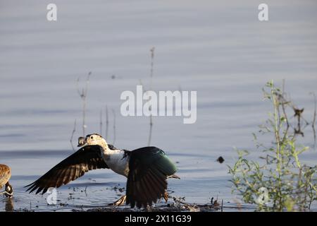 Die Knabenente (Sarkidiornis melanotos) oder afrikanische Kamm-Ente ist eine Art Ente, die entlang der tropischen/subtropischen Feuchtgebiete zu finden ist. Stockfoto