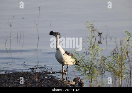 Die Knabenente (Sarkidiornis melanotos) oder afrikanische Kamm-Ente ist eine Art Ente, die entlang der tropischen/subtropischen Feuchtgebiete zu finden ist. Stockfoto