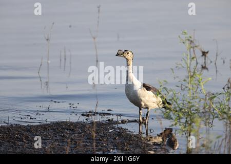 Die Knabenente (Sarkidiornis melanotos) oder afrikanische Kamm-Ente ist eine Art Ente, die entlang der tropischen/subtropischen Feuchtgebiete zu finden ist. Stockfoto