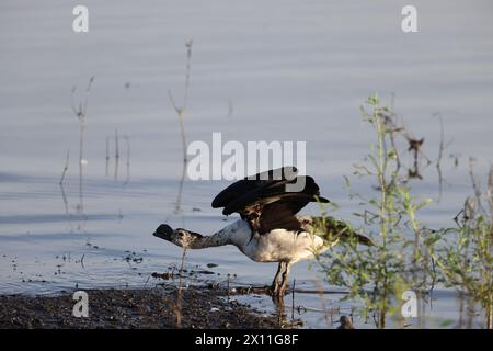 Die Knabenente (Sarkidiornis melanotos) oder afrikanische Kamm-Ente ist eine Art Ente, die entlang der tropischen/subtropischen Feuchtgebiete zu finden ist. Stockfoto