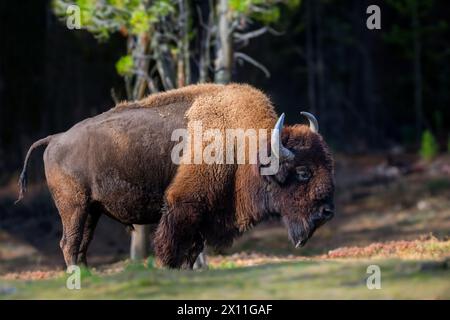 Wilder ausgewachsener Bison im Herbstwald. Wildtierszene aus der Natur des Frühlings. Wildes Tier im natürlichen Lebensraum Stockfoto