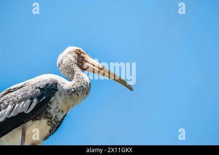 Großer weißer Pelikan isoliert auf blauem Himmel Hintergrund. Pelicans Gattung Pelecanus sind eine Gattung großer Wasservögel, die zur Familie der Pelecanidae gehören. Stockfoto