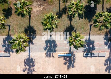 Blick aus der Vogelperspektive auf tropische Sommerpalmen mit Schatten entlang der Promenade. Blick von oben auf die sonnige Küste. Abstrakter minimaler Naturhintergrund. Tropisch Stockfoto