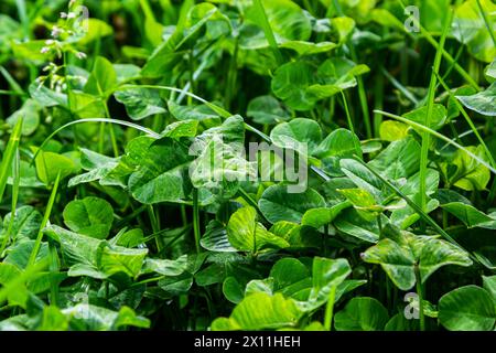 Vierblättriges Kleeblatt zwischen dreiblättrigen Kleeblättern. Grüner Naturhintergrund. Vierblättriges Kleeblatt für viel Glück. Sonderangebot gefunden. Selten auf der Wiese gefunden. Grün Stockfoto