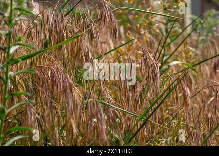 Die Pflanze Bromus sterilis, anysantha sterilis oder unfruchtbarer Brom gehört zur Familie der Poaceae zum Zeitpunkt der Blüte. Wilde Getreidepflanze Bromus steril Stockfoto