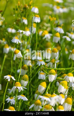 Die Heilkamillenmatricaria recutita blüht auf der Wiese zwischen wilden Gräsern. Stockfoto