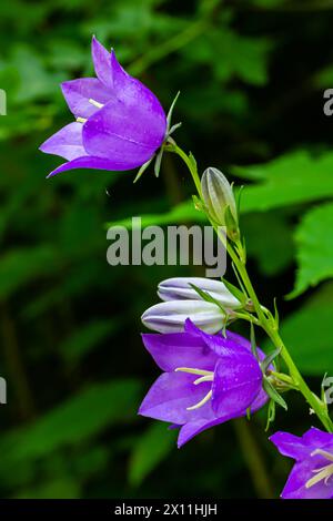 Ballonblume, Tossock Bellflower, Campanula persicifolia oder Campanula carpatica violette Glockenblumen im Herbstgarten. Stockfoto