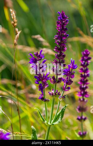 Blumen des Waldes Salbei, Salvia nemorosa, Nahaufnahme. Hintergrund der Salvia nemorosa, einer salvia mit wunderschönen violetten Blüten. Violette Blüten der Eiche sa Stockfoto