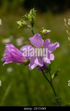 Blume Nahaufnahme von Malva alcea Greater Moschus, geschnitten blättrig, Vervain oder Hollyhock Mallow, auf weichem unscharfen grünen Grashintergrund. Stockfoto