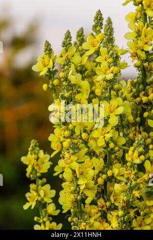 Verbascum densiflorum die bekannte dicht blühende Königskerze. Stockfoto