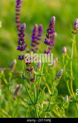 Blumen des Waldes Salbei, Salvia nemorosa, Nahaufnahme. Hintergrund der Salvia nemorosa, einer salvia mit wunderschönen violetten Blüten. Violette Blüten der Eiche sa Stockfoto