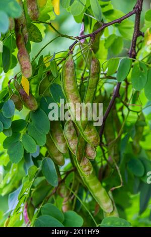 Robinia pseudoacacia, allgemein bekannt als schwarze Heuschrecke mit Samen. Stockfoto