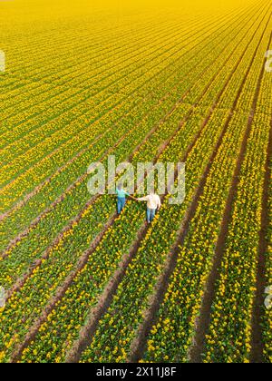 Männer und Frauen auf Blumenfeldern von oben mit einer Drohne in den Niederlanden gesehen, Tulpenfelder in den Niederlanden im Frühjahr Stockfoto