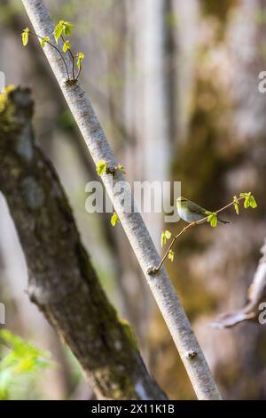 Willow-Gratler sitzt im Frühling auf einem Baumzweig Stockfoto