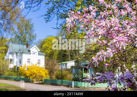 Wunderschöne rosa Magnolie blüht im Frühling in einem Garten Stockfoto