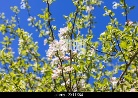 Blühende Apfelbaumzweige an einem sonnigen Frühlingstag Stockfoto