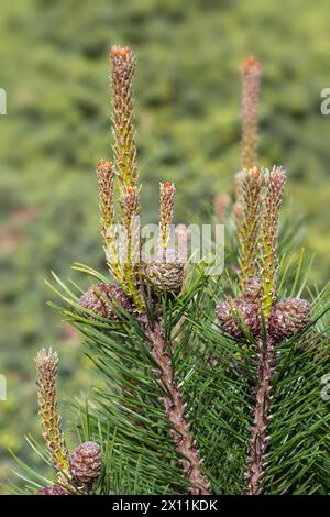 Nahaufnahme von Nadeln und Kegeln von Pinus mugo 'Humpy' in einem Garten im Frühling Stockfoto