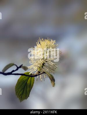 Nahaufnahme der Blume von Fothergilla Major in einem Garten im Frühling Stockfoto