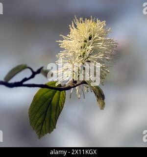 Nahaufnahme der Blume von Fothergilla Major in einem Garten im Frühling Stockfoto