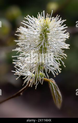 Nahaufnahme der Blume von Fothergilla Major in einem Garten im Frühling Stockfoto