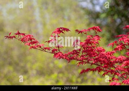 Nahaufnahme von frischen Blättern von Acer palmatum 'Ginko-san' in einem Garten im Frühjahr Stockfoto