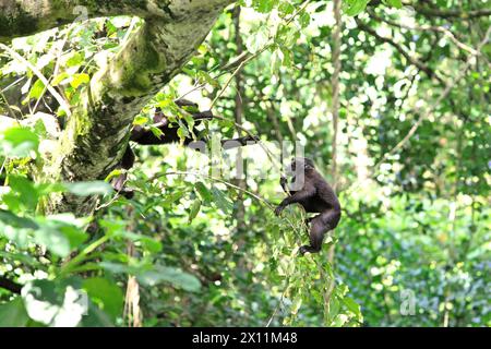 Makaken (Macaca nigra) fressen auf einem Baum im Tangkoko-Wald, Nord-Sulawesi, Indonesien. „Der Klimawandel ist einer der wichtigsten Faktoren, die die biologische Vielfalt weltweit in alarmierender Geschwindigkeit beeinflussen“, so ein Team von Wissenschaftlern unter der Leitung von Antonio acini Vasquez-Aguilar in ihrem Forschungspapier, das erstmals im März 2024 über environ Monit Assete veröffentlicht wurde. Es könnte die geografische Verteilung von Arten, einschließlich Arten, die stark von der Waldbedeckung abhängen, verschieben. Mit anderen Worten, der Klimawandel könnte die Habitattauglichkeit von Primatenarten verringern, was sie zwingen könnte, sich zu bewegen... Stockfoto