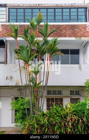 Lippenstiftpalmen wachsen vor dem stromlinienförmigen modernen Architekturstil des Tiong Bahru Estate, Singapur Stockfoto