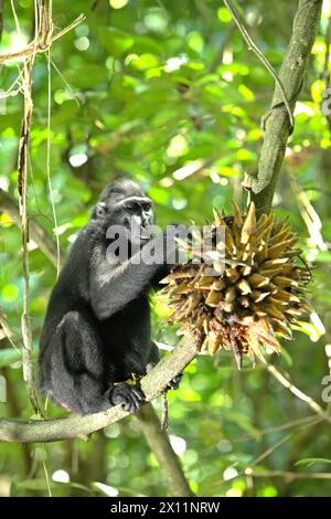 Ein Haubenmakaken (Macaca nigra) pflückt die Früchte einer Lianenrebe im Tangkoko-Wald im Norden von Sulawesi, Indonesien. „Der Klimawandel ist einer der wichtigsten Faktoren, die die biologische Vielfalt weltweit in alarmierender Geschwindigkeit beeinflussen“, so ein Team von Wissenschaftlern unter der Leitung von Antonio acini Vasquez-Aguilar in ihrem Forschungspapier, das erstmals im März 2024 über environ Monit Assete veröffentlicht wurde. Es könnte die geografische Verteilung von Arten, einschließlich Arten, die stark von der Waldbedeckung abhängen, verschieben. Mit anderen Worten, der Klimawandel kann die Habitattauglichkeit von Primatenarten verringern, was sie zwingen könnte, sich zu bewegen. Stockfoto