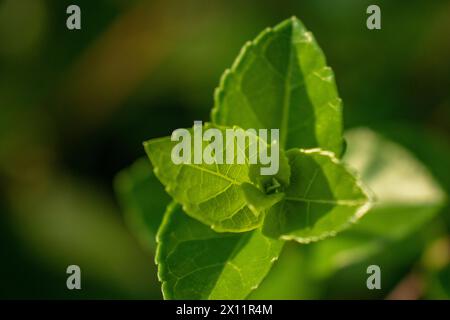 Grüne Blätter eines Baumes auf verschwommenem Hintergrund. Stockfoto