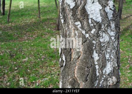 Nahaufnahme eines Birkenstamms und einer Weißrinde im Garten als Konzept des birkensaftes im Frühling. Stockfoto